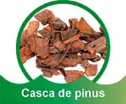 Casca de Pinus